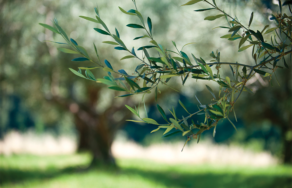 Πλουραλισμός σε αρώματα και γεύσεις από τον ιδιόκτητο ελαιώνα της οικογένειας Θανόπουλου - Ελαίας Καρπός