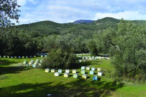 Τέχνη και επιτυχία στην παραγωγή μελιού άριστης ποιότητας