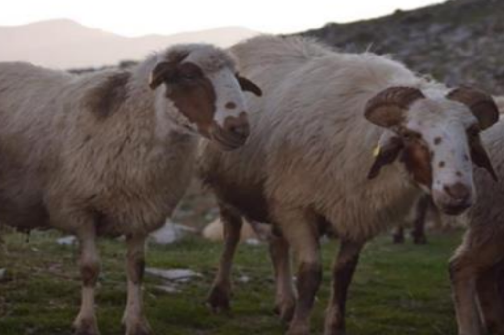 Επιστροφή στην παράδοση, το καλαρρύτικο πρόβατο πρωταγωνιστής - Τυροκόμος