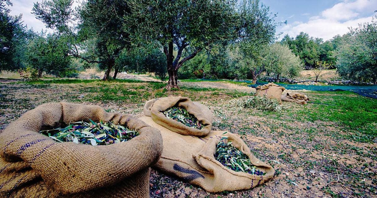 Κάτω 3,4% οι τιμές παραγωγού και μείον 2,3% οι δαπάνες το Δεκέμβριο