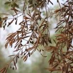 Xylella fastidiosa: Μια αόρατη απειλή για τους ελαιώνες και οι λύσεις της συνύπαρξης