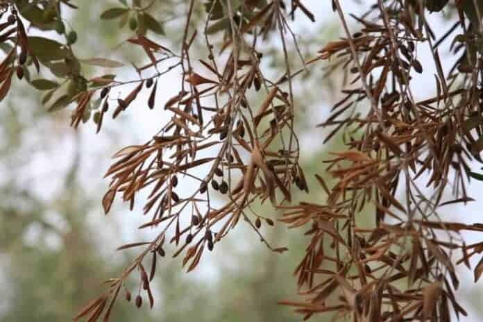 Xylella fastidiosa: Μια αόρατη απειλή για τους ελαιώνες και οι λύσεις της συνύπαρξης