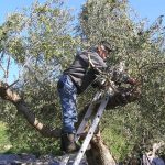 Ελαίας Καρπός