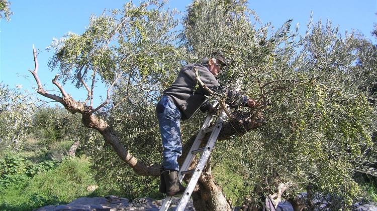 Ελαίας Καρπός