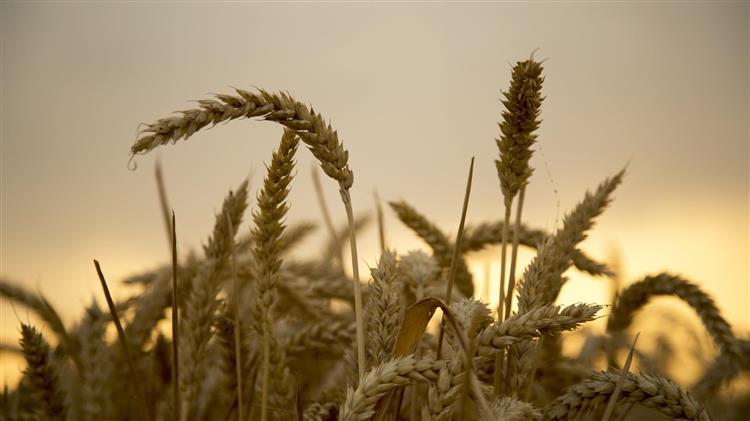 Αίγυπτος: Σχέδιο αύξησης των εγχώριων αγορών σιταριού κατά 11%