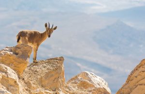 Έως 20 Μαρτίου φάκελος για  64 ευρώ πριμ σε αμνοερίφια  μέσω Αυτόχθονων Φυλών