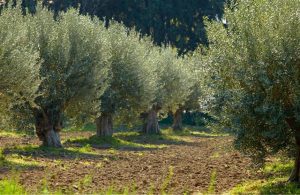 Δημοσίευση δυο προσκλήσεων εκδήλωσης ενδιαφέροντος της Ο.Ε.Φ. του ΑΓΡΟΤΙΚΟΥ ΣΥΝΕΤΑΙΡΙΣΜΟΥ ΧΑΝΙΩΝ