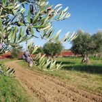 Η καλοκαιρία θρέφει το κυκλοκόνιο ελιάς, οδηγίες φυτοπροστασίας
