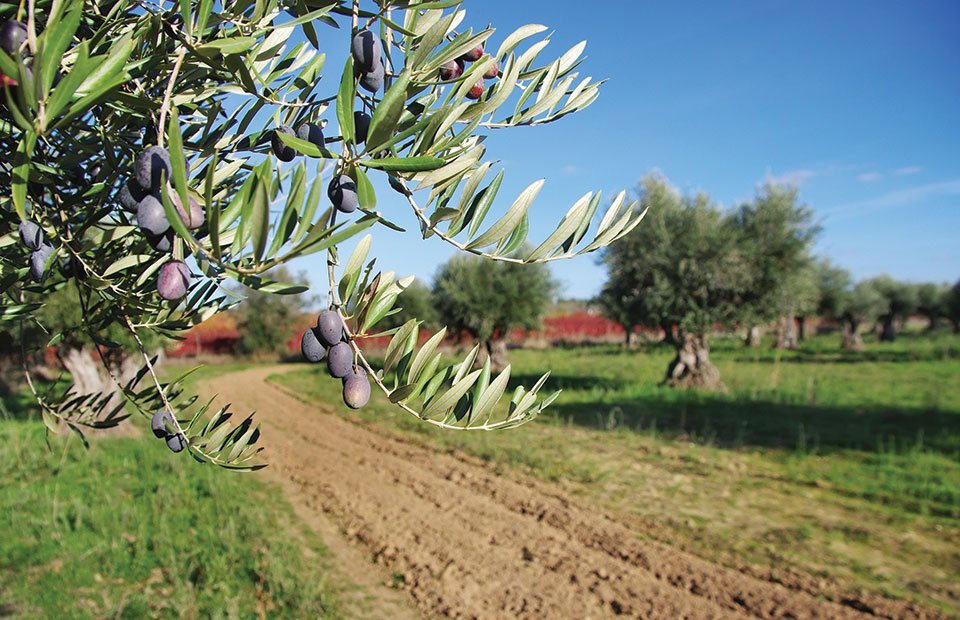 Η καλοκαιρία θρέφει το κυκλοκόνιο ελιάς, οδηγίες φυτοπροστασίας