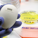 Καμπανάκι FAO για επέλαση γρίπης πτηνών και πλήγμα στη βιομηχανία τροφίμων