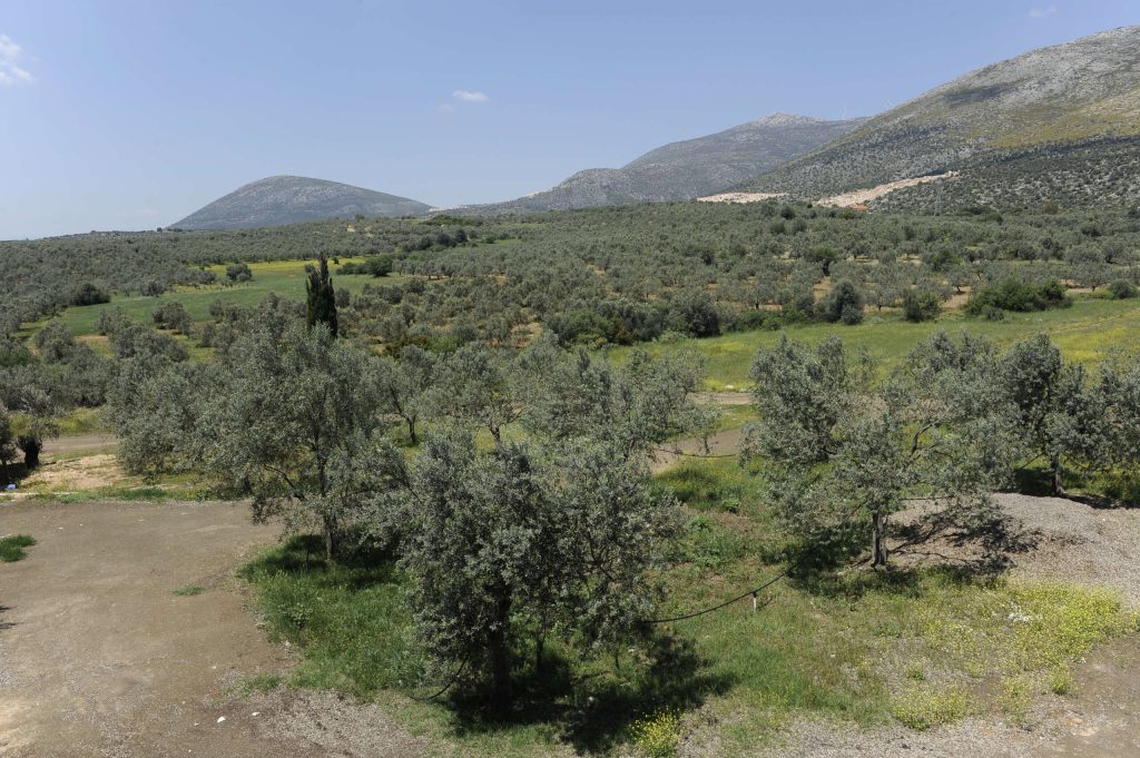 Η διαχείριση των ζιζανίων στον ελαιώνα