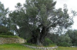 Δημοσίευση τριών Προσκλήσεων Εκδήλωσης Ενδιαφέροντος της Ο.Ε.Φ. Α.Σ. Γραμβούσας