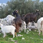 Προληπτικά μέτρα κατά του καταρροϊκού πυρετού αιγοπροβάτων σε Κεφαλονιά και Ιθάκη - Τυροκόμος
