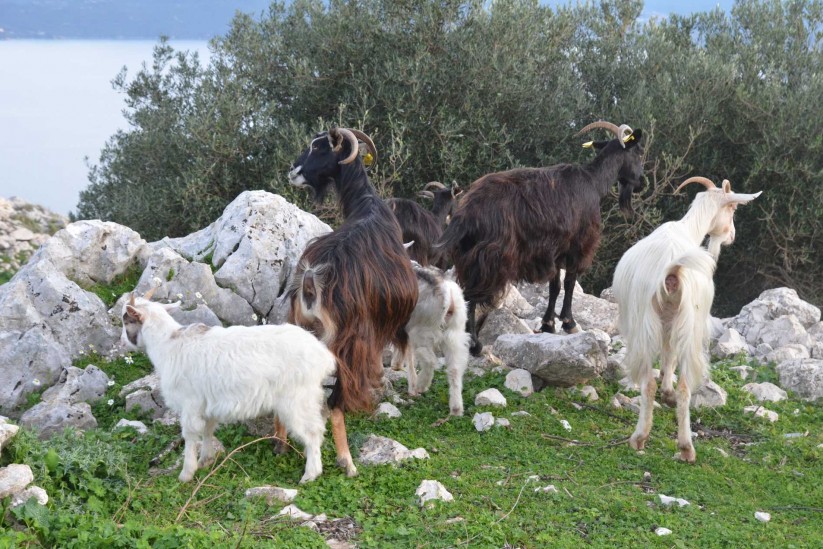 Προληπτικά μέτρα κατά του καταρροϊκού πυρετού αιγοπροβάτων σε Κεφαλονιά και Ιθάκη - Τυροκόμος