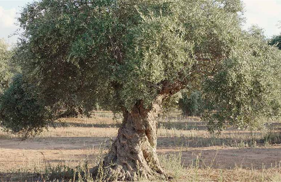 Δημοσίευση πρόσκλησης εκδήλωσης ενδιαφέροντος της ΟΕΦ ΑΓΡΟΤΙΚΟΥ ΟΠΩΡΟΚΗΠΕΥΤΙΚΟΥ ΕΛΑΙΟΥΡΓΙΚΟΥ ΣΥΝΕΤΑΙΡΙΣΜΟΥ ΤΥΜΠΑΚΙΟΥ