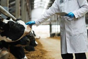 Προγράμματα οικονομικών ενισχύσεων εξυγίανσης του ζωικού κεφαλαίου για το 2025 - Τυροκόμος