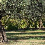 Χειμερινές εργασίες στην ελιά: Κλάδεμα και προστασία από ασθένειες