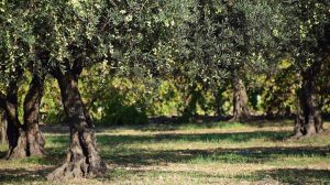Χειμερινές εργασίες στην ελιά: Κλάδεμα και προστασία από ασθένειες