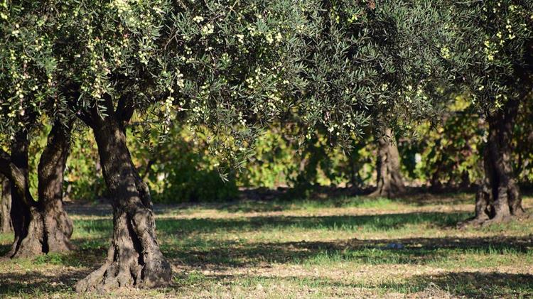 Χειμερινές εργασίες στην ελιά: Κλάδεμα και προστασία από ασθένειες