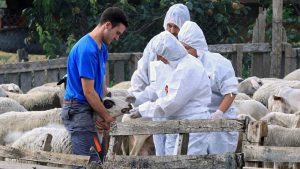 Στα 18 εκατ. ευρώ η δαπάνη για αποζημιώσεις ζωονόσων εντός 2025 - Τυροκόμος