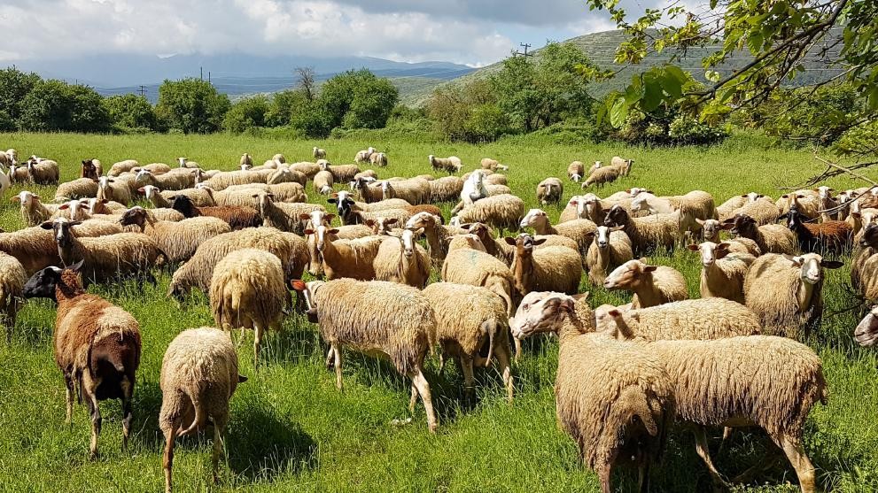 Σε δίκη 100 ύποπτοι για απάτη 2,9 εκατ. ευρώ στην υπόθεση με τα βοσκοτόπια,  επίσημη ανακοίνωση της EPPO