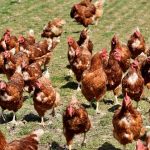 Σχεδόν 40.000 κότες στο βωμό της γρίπης των πτηνών στο Πλόβτιβ
