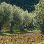 Αποτελέσματα δυο προσκλήσεων εκδήλωσης ενδιαφέροντος της Ο.Ε.Φ. του ΑΓΡΟΤΙΚΟΥ ΣΥΝΕΤΑΙΡΙΣΜΟΥ ΧΑΝΙΩΝ