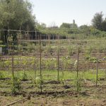 Άνοιξαν οι αιτήσεις για διάθεση αγροτεμαχίων στο δημοτικό Λαχανόκηπο στις Σέρρες