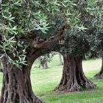 Καταδίκη για τον 71χρονο που μαχαίρωσε γείτονα για... τρεις ελιές!