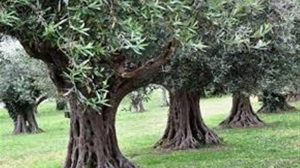 Καταδίκη για τον 71χρονο που μαχαίρωσε γείτονα για... τρεις ελιές!