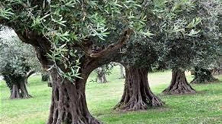 Καταδίκη για τον 71χρονο που μαχαίρωσε γείτονα για... τρεις ελιές!