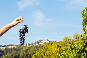 Επιστρέφει στο «θρόνο» της η ξεχασμένη ποικιλία του Πεδεμόντιου Freisa - Winetrails