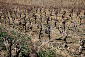 Εαρινή ξηρασία στερεύει τα ποτάμια και ταλανίζει τους Ευρωπαίους αγρότες