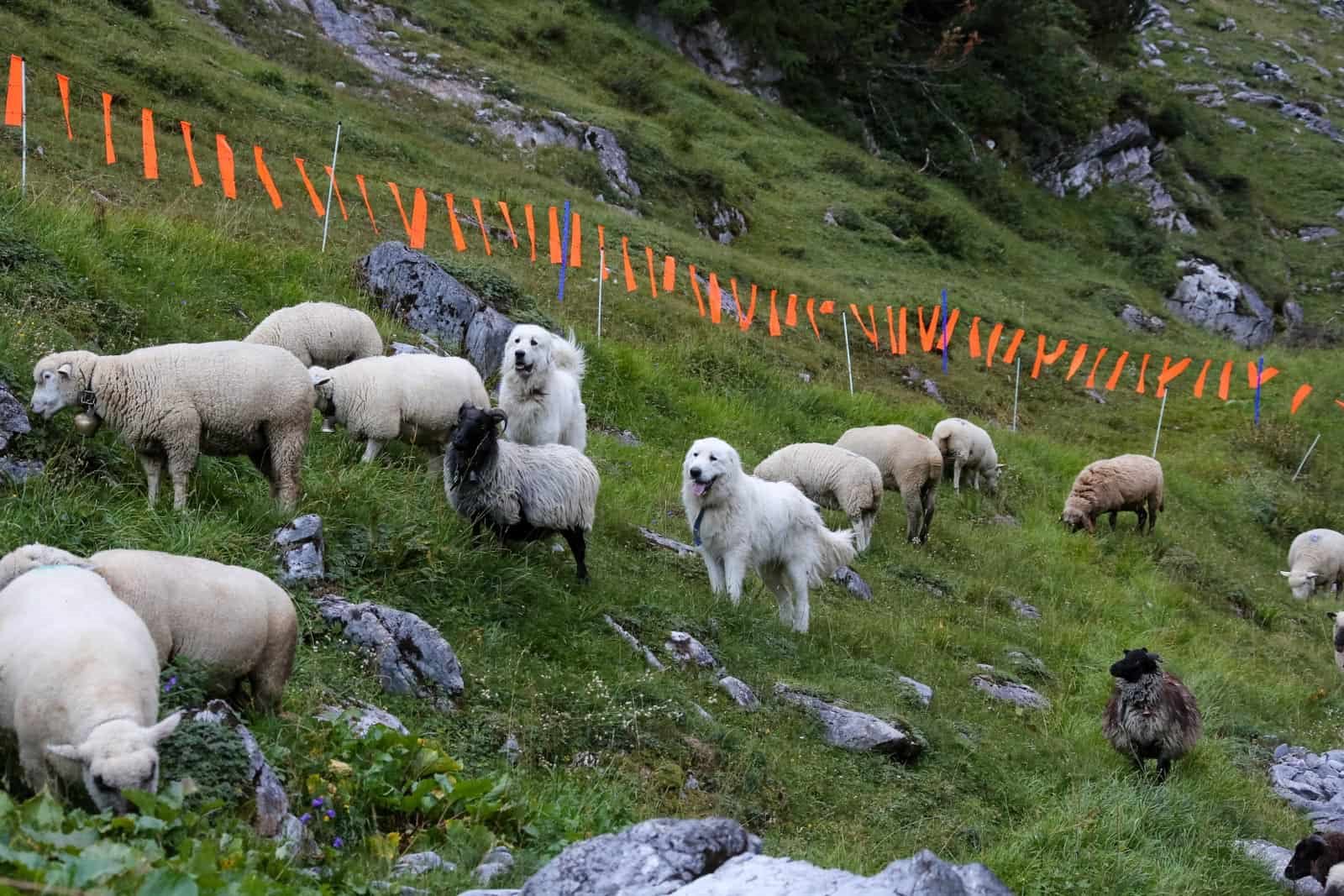 Σχέδια για το πρώτο Κτηνοτροφικό Πάρκο στην Ροδόπη, ασπίδα κατά των ζωονόσων