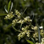 Επισφαλής ισορροπία στην αγορά ελαιολάδου: Δασμοί, παρενιαυτοφορία και κλίμα ρυθμίζουν τις τιμές της επόμενης σοδειάς