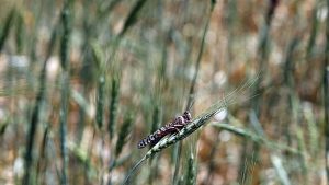 Ακριδόπλητες 12 τοπικές κοινότητες Δήμων Γρεβενών και Δεσκάτης