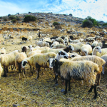 Άμεσες και αποτελεσματικές ενέργειες ΥπΑΑΤ για αποτροπή εισόδου αφθώδους πυρετού στην Ελλάδα ζητά η ΠΟΓΕΔΥ