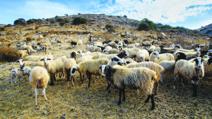 Άμεσες και αποτελεσματικές ενέργειες ΥπΑΑΤ για αποτροπή εισόδου αφθώδους πυρετού στην Ελλάδα ζητά η ΠΟΓΕΔΥ