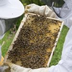 Νέα ενίσχυση για τη βιολογική μελισσοκομία: Ποιες μέλισσες μένουν… εκτός κυψέλης;