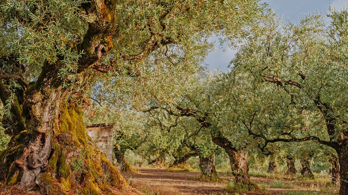 Ελαίας Καρπός