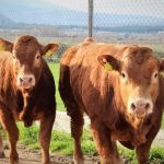 Στο ΦΕΚ η συνδεδεμένη για το βόειο κρέας από 92 ευρώ μέχρι 210 ευρώ το κεφάλι