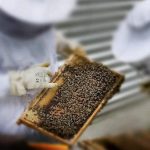 Μελισσοκόμοι: Οδηγός για τη δήλωση παραγωγής και εμπορίας μελιού - Τι αλλάζει;