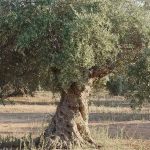 Αποτελέσματα πρόσκλησης εκδήλωσης ενδιαφέροντος της ΟΕΦ ΑΓΡΟΤΙΚΟΥ ΟΠΩΡΟΚΗΠΕΥΤΙΚΟΥ ΕΛΑΙΟΥΡΓΙΚΟΥ ΣΥΝΕΤΑΙΡΙΣΜΟΥ ΤΥΜΠΑΚΙΟΥ