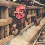 Η ΕΕ προετοιμάζει έκτακτα μέτρα λόγω κρουσμάτων νόσου των πτηνών στην Πολωνία