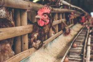 Η ΕΕ προετοιμάζει έκτακτα μέτρα λόγω κρουσμάτων νόσου των πτηνών στην Πολωνία