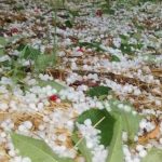 Παρέμβαση Νέας Αριστεράς για την καταγραφή των ζημιών και την καταβολή αποζημιώσεων στους πληγέντες αγρότες της Δυτικής Αχαΐας