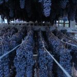 Καμπανάκι Περιφέρειας Δυτικής Ελλάδας για βιωσιμότητα της σταφιδοπαραγωγής, αμπελοκαλλιέργειας