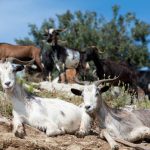 Αποκλειστικά με βάση τις μονάδες ζώων θα υπολογίζεται το πριμ στα βιολογικά του ΠΑΑ βάσει νέου κανονισμού