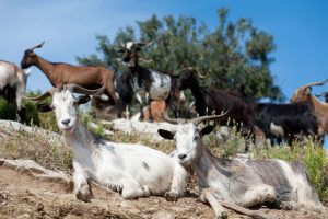 Αποκλειστικά με βάση τις μονάδες ζώων θα υπολογίζεται το πριμ στα βιολογικά του ΠΑΑ βάσει νέου κανονισμού