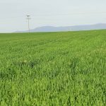 Κάτω από την ελάχιστη τιμή  των 8.5 ευρώ το στρέμμα η  συνδεδεμένη σκληρού 2024
